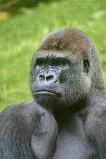 A gorilla in profile with a thoughtful expression against a green backdrop, Gorilla (Gorilla Gorilla), captive, Netherlands