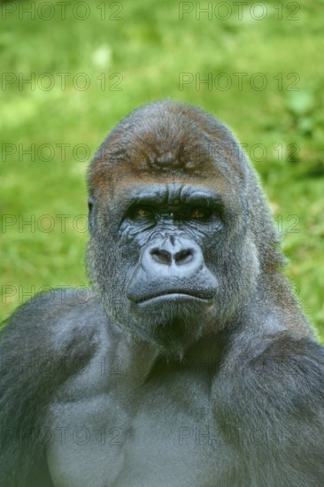 A magnificent gorilla with a self-confident expression in a natural environment, Gorilla (Gorilla Gorilla), captive, Netherlands