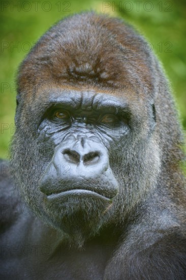 Close-up of a gorilla face with intense eyes and fascinating expression, Gorilla (Gorilla Gorilla), captive, Netherlands