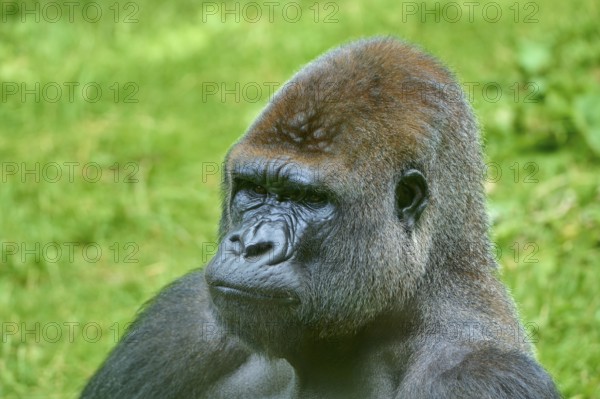Side view of a pensive gorilla in a green environment, Gorilla (Gorilla Gorilla), captive, Netherlands
