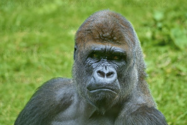 A gorilla with a thoughtful expression in the green wilderness, Gorilla (Gorilla Gorilla), captive, Netherlands