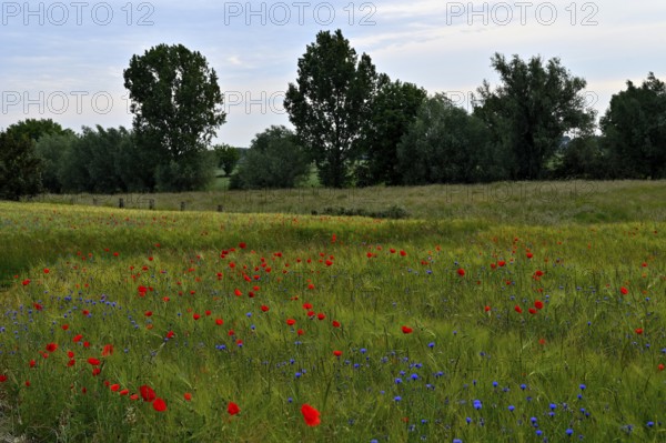 Cereal field with poppies, Lower Rhine, North Rhine-Westphalia, Germany