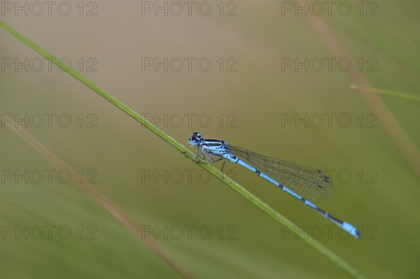 Horseshoe damselfly (Coenagrion puella) sitting on a blade of grass, Großes Venn, Hamminkeln, Lower Rhine