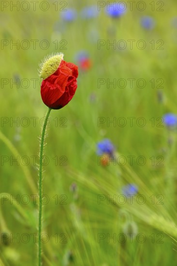 Corn poppy (Papaver rhoeas), Lower Rhine, North Rhine-Westphalia, Germany