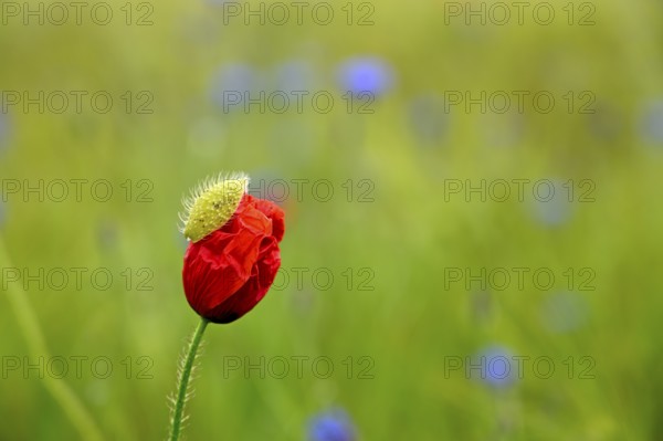 Corn poppy (Papaver rhoeas), Lower Rhine, North Rhine-Westphalia, Germany
