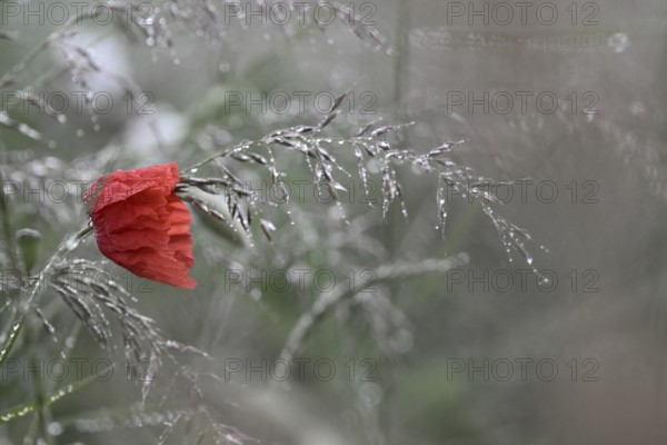 Corn poppy (Papaver rhoeas) in dew-covered grass, Lower Rhine, North Rhine-Westphalia, Germany