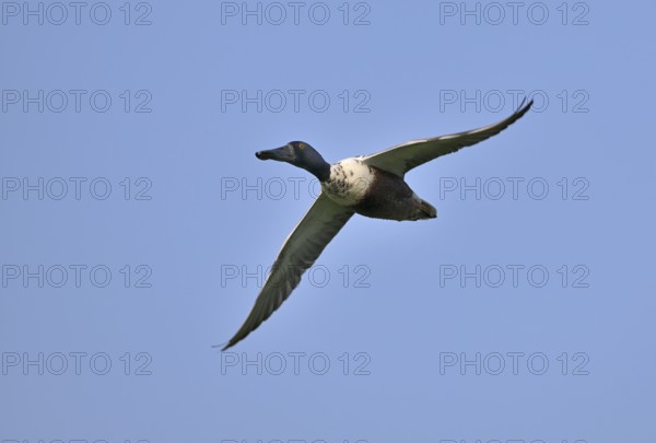 Flying drake of the shoveler (Anas clypeata) in front of a blue sky, Lower Rhine, North Rhine-Westphalia, Germany