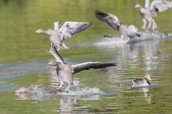 A flock of greylag geese (Anser anser) lands on a lake crowded with geese on a sunny day. One goose is pushed underwater by another goose landing. Bavaria, Germany