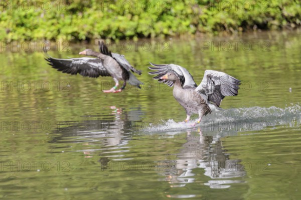Two adult greylag geese (Anser anser) land on a lake on a sunny day. Bavaria, Germany