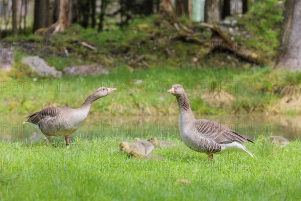 A couple of adult Greylag Goose (Anser anser) stands with their goslings on a green meadow. Bavaria, Germany
