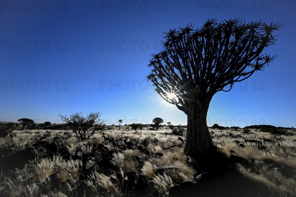 Quiver tree (Aloe dichotoma), blue hour, quiver tree forest near Keetmanshoop, Karas Region, Namibia