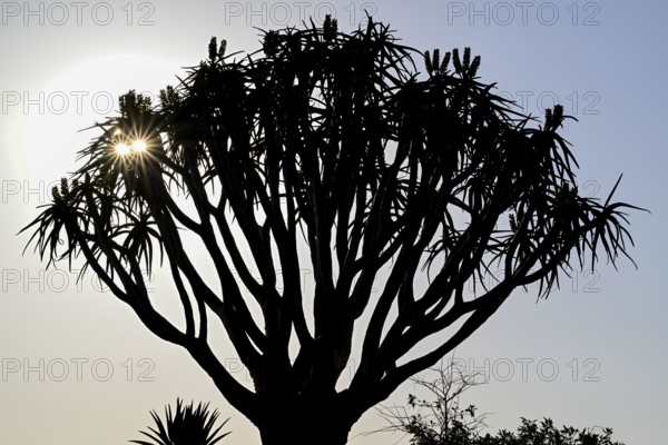 Quiver tree (Aloe dichotoma), blue hour, detail, quiver tree forest near Keetmanshoop, Karas Region, Namibia