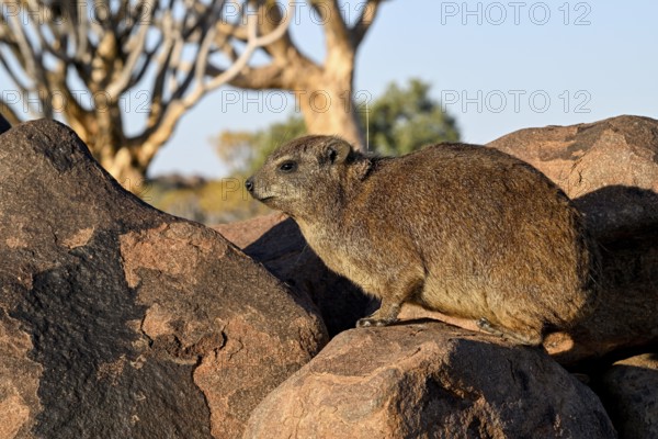 Klippschliefers (Procavia capensis), desert dormice or Klippdachs in the quiver tree forest near Keetmanshoop, Karas Region, Namibia