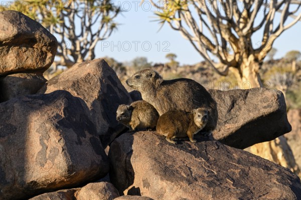Klippschliefer (Procavia capensis), Desert hippopotamus or Klippdachse in the quiver tree forest near Keetmanshoop, Karas Region, Namibia
