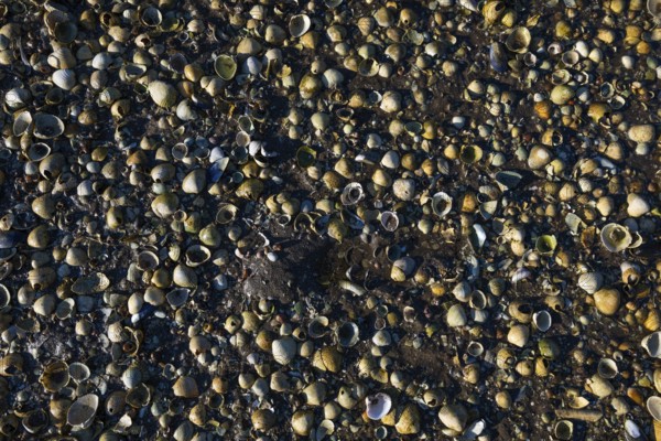 Close-up of numerous small shells on a pebble beach, Otroya or Otrøya Island, Møre og Romsdal, Norway