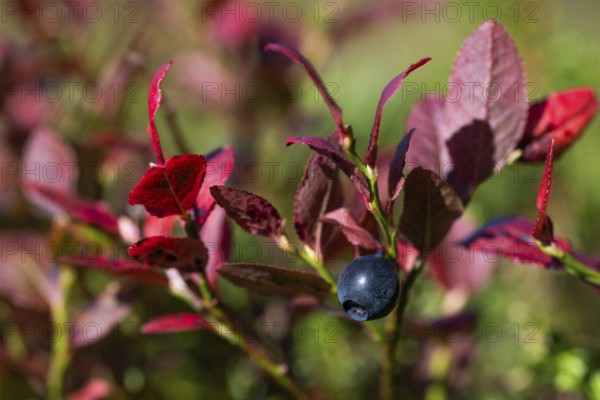 Close-up of ripe bilberry or blueberry (Vaccinium myrtillus) with autumnal red coloured leaves, Otroya or Otrøya island, Møre og Romsdal, Norway
