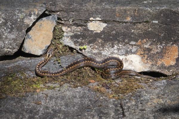 Large adder (Vipera berus) on rocks in the sun, Otroya or Otrøya island, Møre og Romsdal, Norway