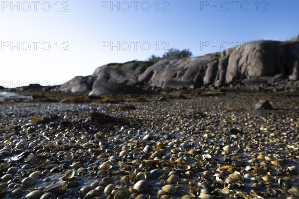 Pebble beach with shells and rocks in the background, Otroya or Otrøya island, Møre og Romsdal, Norway