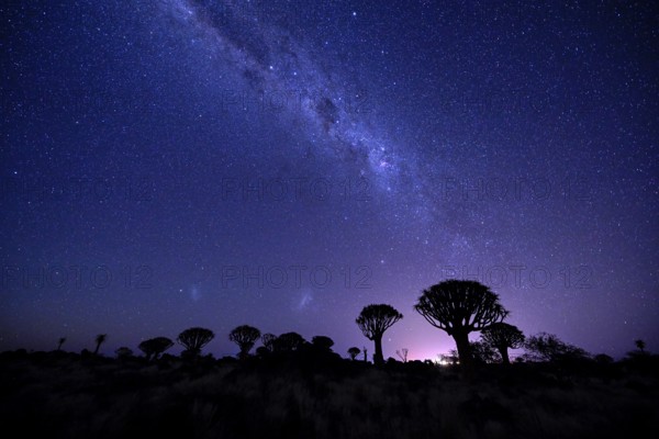 Quiver trees (Aloe dichotoma) under the starry sky, quiver tree forest near Keetmanshoop, Karas Region, Namibia