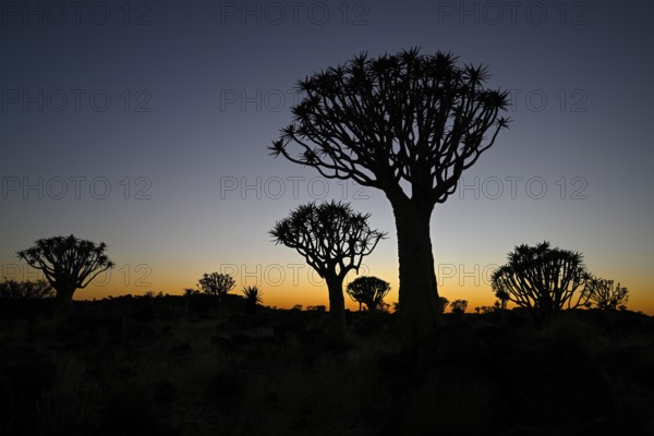 Quiver trees (Aloe dichotoma) in first daylight, quiver tree forest near Keetmanshoop, Karas Region, Namibia