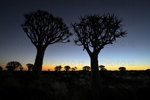 Quiver trees (Aloe dichotoma), blue hour, quiver tree forest near Keetmanshoop, Karas Region, Namibia