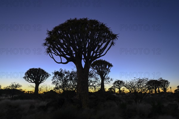 Quiver trees (Aloe dichotoma) under the starry sky, quiver tree forest near Keetmanshoop, Karas Region, Namibia