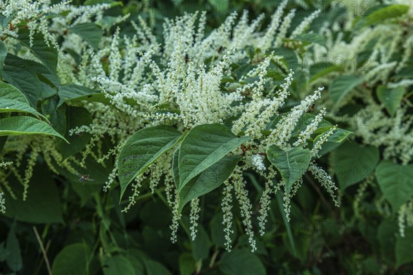 Flowering Japanese Knotweed (Fallopia Japonica), an invasive piece in a forest clearing in Ystad, Scania, Sweden, Scandinavia