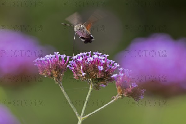 Butterfly, pigeon tail (Macroglossum stellatarum), also known as hummingbird butterfly or hummingbird hawk moth, Purpletop vervain (Verbena bonariensis), Burgstemmen, Nordstemmen, Lower Saxony, Germany