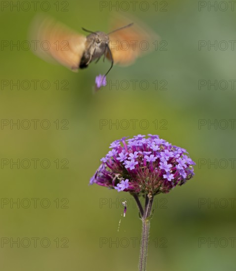 Butterfly, pigeon tail (Macroglossum stellatarum), also known as hummingbird butterfly or hummingbird hawk moth, Purpletop vervain (Verbena bonariensis), Burgstemmen, Nordstemmen, Lower Saxony, Germany
