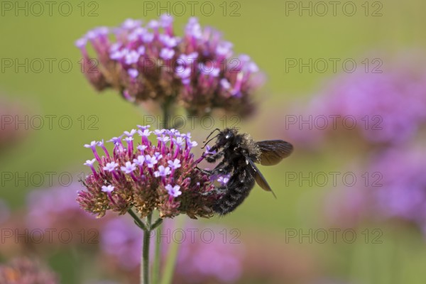 Wood bee (Xylocopa), Purpletop vervain (Verbena bonariensis), Burgstemmen, Nordstemmen, Lower Saxony, Germany