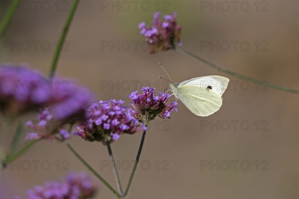 Butterfly, Cabbage butterfly (Pieris brassicae), Purpletop vervain (Verbena bonariensis), Burgstemmen, Nordstemmen, Lower Saxony, Germany