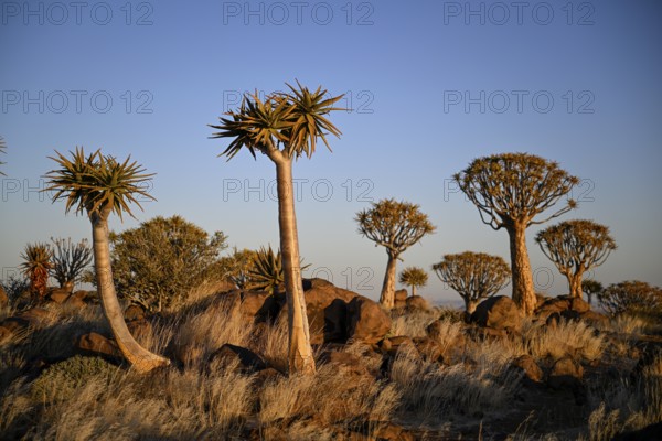 Quiver trees (Aloe dichotoma), quiver tree forest near Keetmanshoop, Karas Region, Namibia