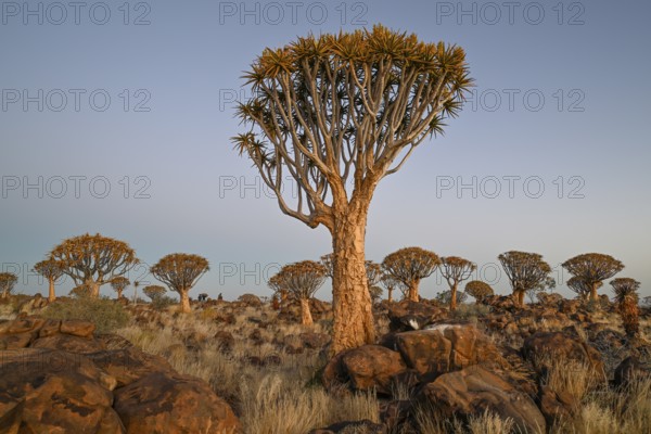 Quiver trees (Aloe dichotoma), quiver tree forest near Keetmanshoop, Karas Region, Namibia