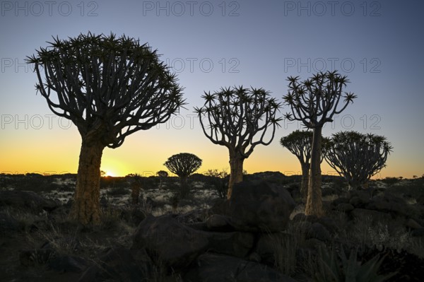 Quiver trees (Aloe dichotoma), blue hour, quiver tree forest near Keetmanshoop, Karas Region, Namibia