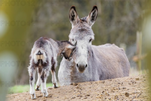 Friendship without borders. A domestic donkey (Equus asinus) and a Tauernschecke goat (Capra aegagrus hircus) cuddle together. Captive, Bavaria, Germany