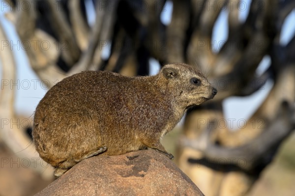 Klippschliefers (Procavia capensis), desert dormice or Klippdachs in the quiver tree forest near Keetmanshoop, Karas Region, Namibia