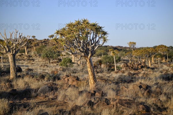 Quiver tree (Aloe dichotoma), quiver tree forest near Keetmanshoop, Karas Region, Namibia