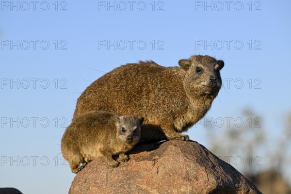 Klippschliefer (Procavia capensis), Desert hippopotamus or Klippdachse in the quiver tree forest near Keetmanshoop, Karas Region, Namibia