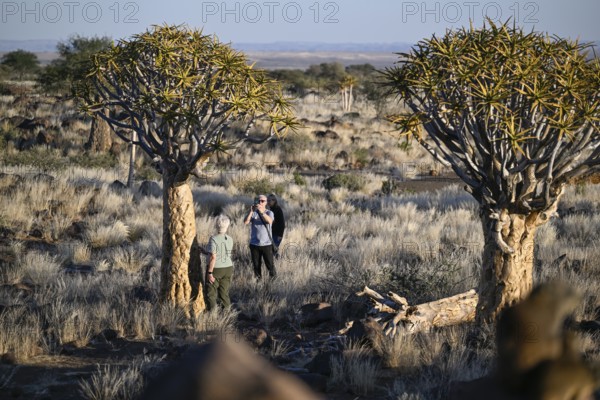 Tourists taking photos in front of quiver trees (Aloe dichotoma), quiver tree forest near Keetmanshoop, Karas Region, Namibia