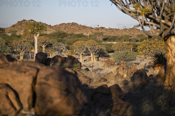 Quiver trees (Aloe dichotoma), quiver tree forest near Keetmanshoop, Karas Region, Namibia
