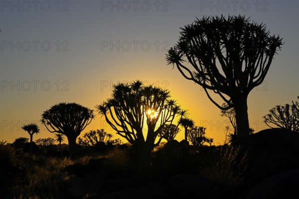 Quiver trees (Aloe dichotoma) in first daylight, quiver tree forest near Keetmanshoop, Karas Region, Namibia