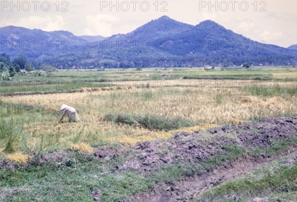 Rice cultivation paddy fields rural farming agriculture countryside area, Penang, Penang Island, Malaya, Malaysia 1965