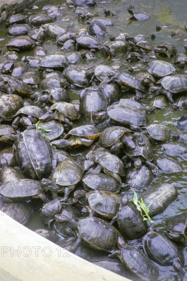Turtles in pool at Kek Lok Si Temple, Pulau Pinang, Malaysia Penang, Penang Island, Malaya, Malaysia 1965