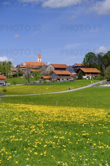 Dandelion meadows near Wackersberg, Upper Bavaria, Bavaria, Germany