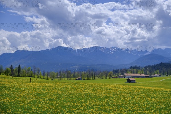 Dandelion meadows near Wackersberg, Upper Bavaria, Bavaria, Germany