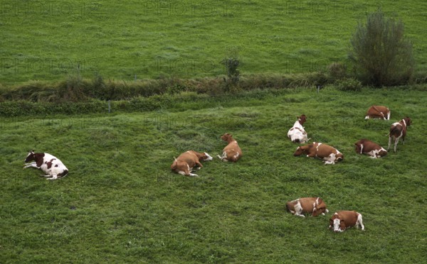 Cows, dairy cows, on pasture, Burgrain near Willisau, Canton Lucerne, Switzerland