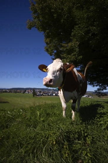 Dairy cow, cow, plagued by flies, mosquitoes, in the background Ettiswil, Canton Lucerne, Switzerland