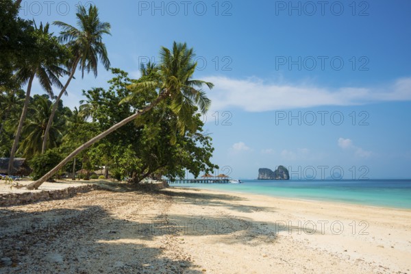 White sandy beach and coconut palms, Sunrise Beach, Koh Great white shark, Ko Ngai, Krabi Province, Trang, Southern Thailand, Andaman Sea, Thailand