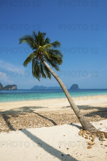 White sandy beach and coconut palms, Sunrise Beach, Koh Great white shark, Ko Ngai, Krabi Province, Trang, Southern Thailand, Andaman Sea, Thailand