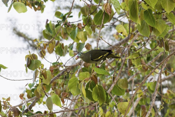 Green pigeon, Sunrise Beach, Koh Hai, Ko Ngai, Krabi Province, Trang, Southern Thailand, Andaman Sea, Thailand